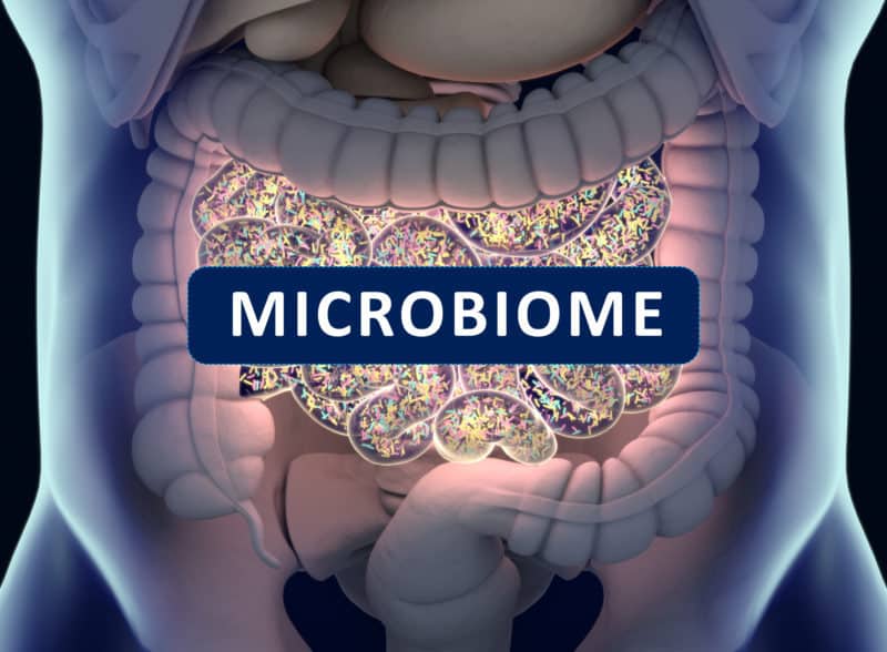 Are You Trapped in a Vicious Health Cycle? The Gut Microbiome, Immune System Health, and Autoimmune Disease