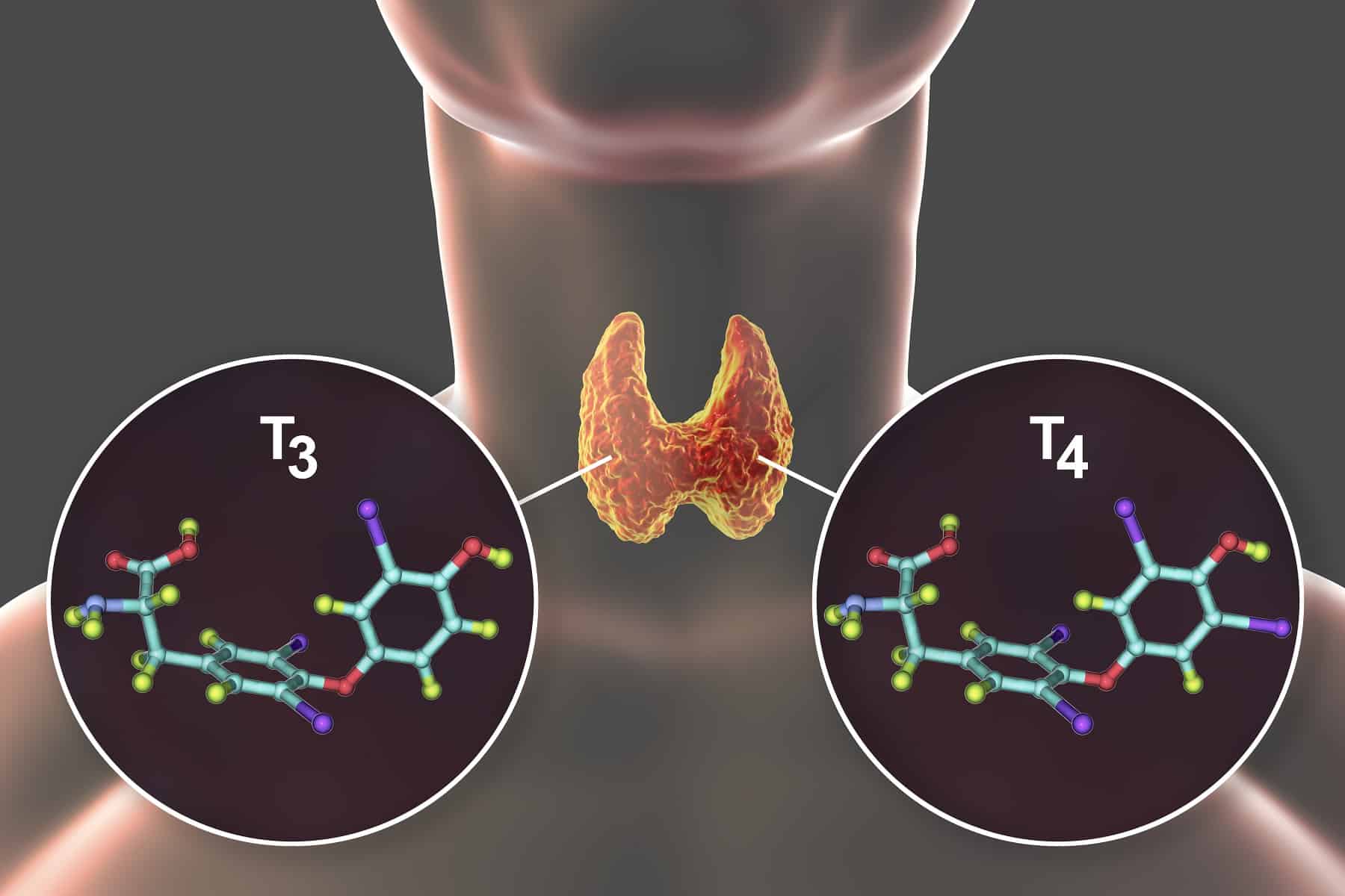 The Ultimate Guide to Understanding Your Thyroid