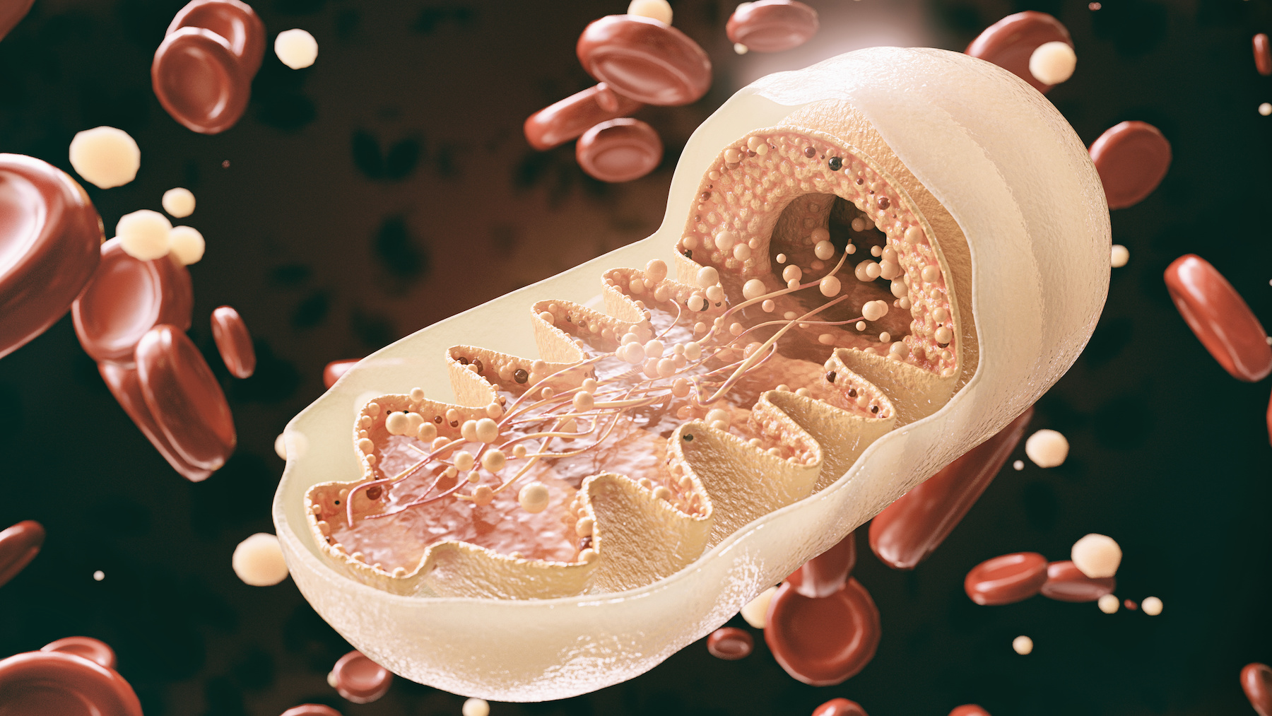 mitochondrial dysfunction and health